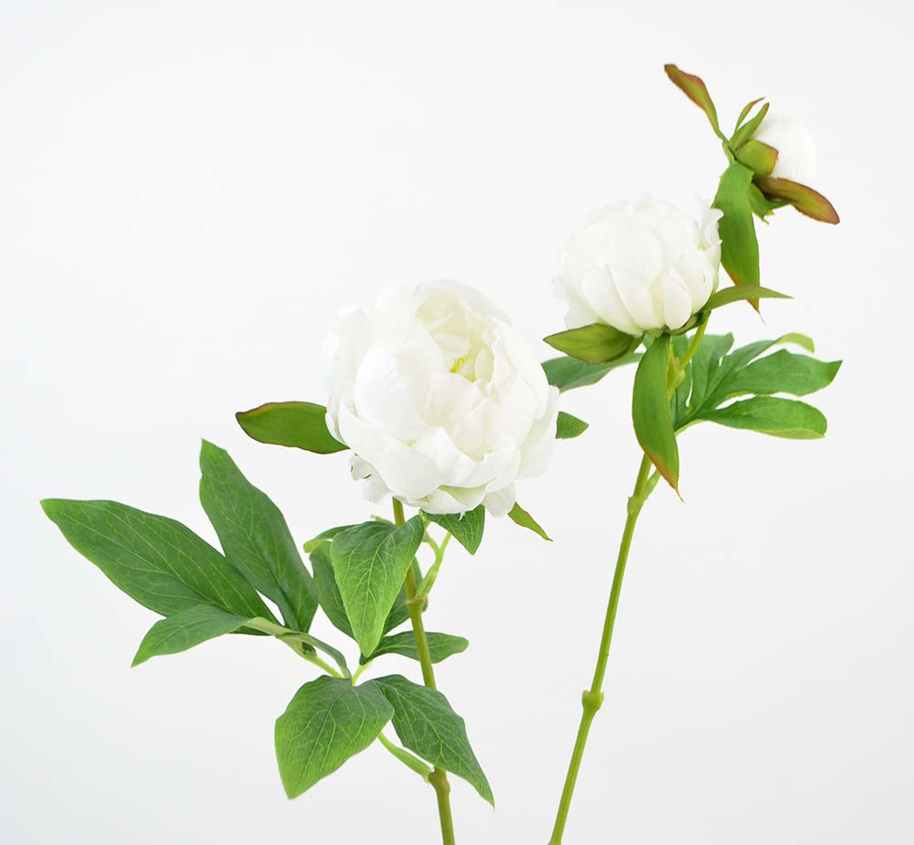 Peonie, 63 cm, cream